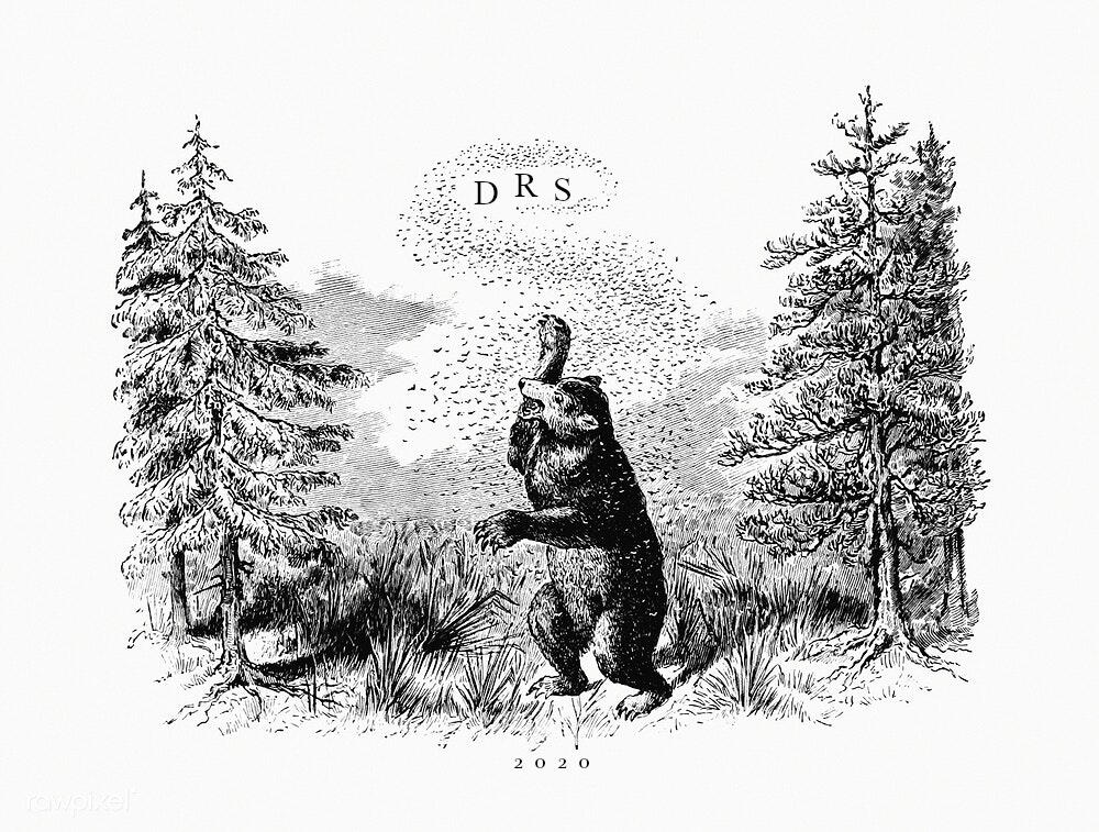 bear 2020